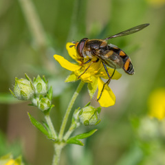 Didea intermedia