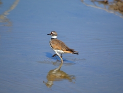Charadrius vociferus