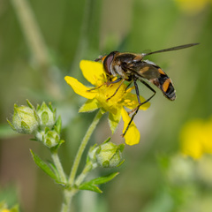 Didea intermedia