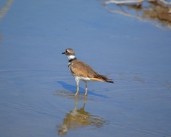Charadrius vociferus
