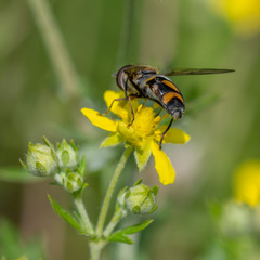 Didea intermedia