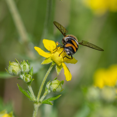 Didea intermedia
