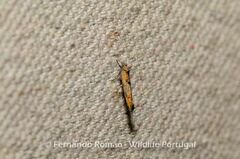 Zelleria oleastrella