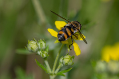Didea intermedia