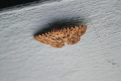 Polydesma