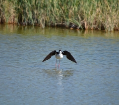 Himantopus mexicanus