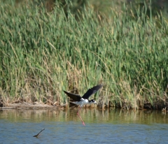 Himantopus mexicanus