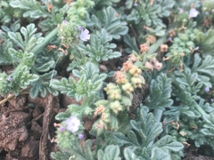 Verbena supina