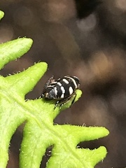 Planaphrodes trifasciata