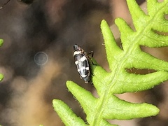 Planaphrodes trifasciata