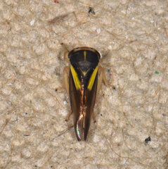 Balcanocerus provancheri