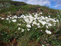 Cerastium glabratum