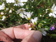 Cerastium glabratum