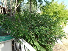 Phytolacca americana