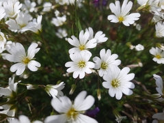 Cerastium glabratum