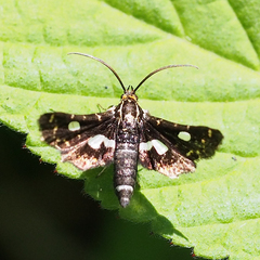 Thyris usitata