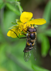 Didea intermedia
