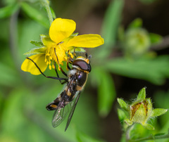 Didea intermedia