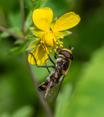 Didea intermedia