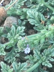 Verbena supina