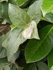 Pieris napi