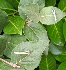 Pieris napi