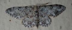 Idaea contiguaria