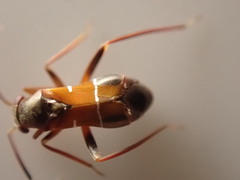 Pilophorus perplexus