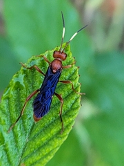 Trogomorpha trogiformis