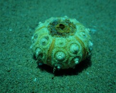 Cidaris cidaris