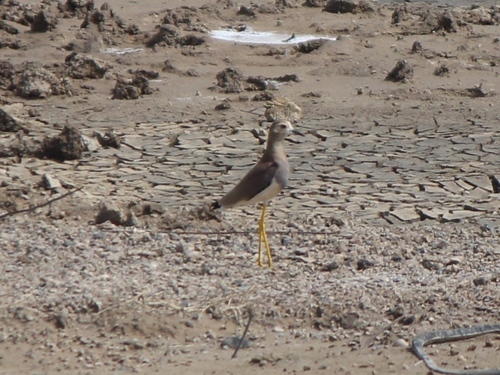 Vanellus leucurus