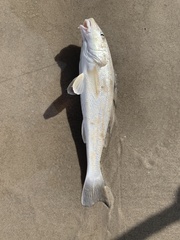 Menticirrhus