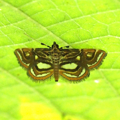Paracymoriza prodigalis