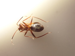 Pilophorus perplexus