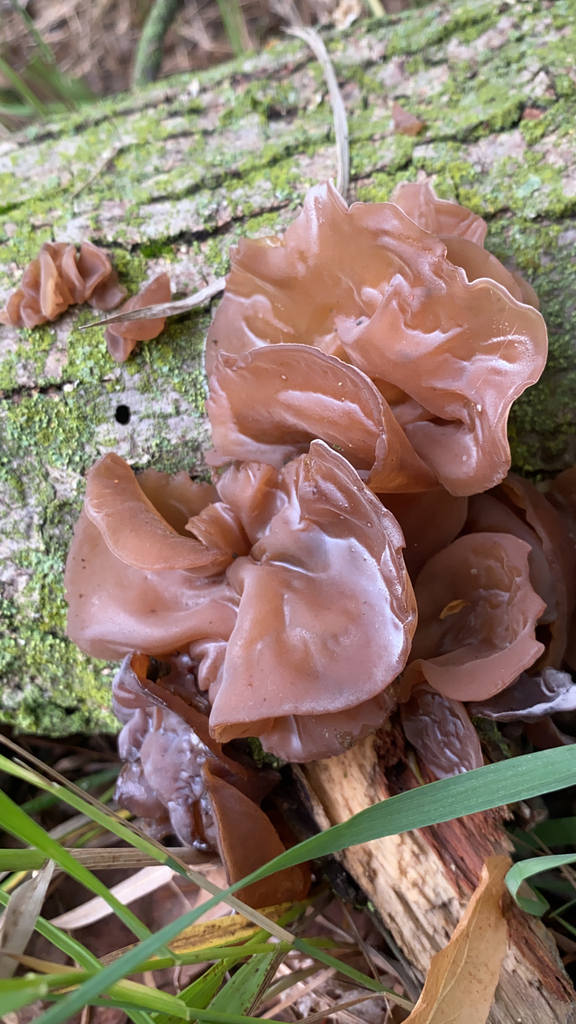 Wood ear fungi from Huntington on July 07, 2022 at 0813 AM by carcat82