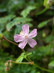 Geranium robertianum