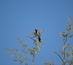 Amphispiza bilineata