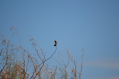 Amphispiza bilineata