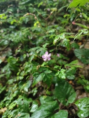 Geranium robertianum