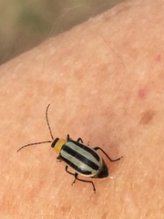 Acalymma trivittatum