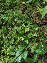 Geranium robertianum