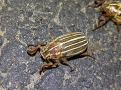 Polyphylla crinita
