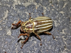 Polyphylla crinita