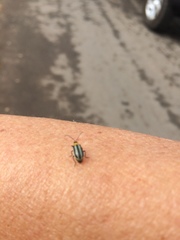 Acalymma trivittatum