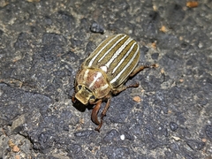 Polyphylla crinita