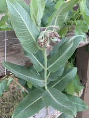 Asclepias speciosa