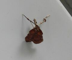 Galasa nigrinodis