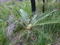 Macrozamia riedlei