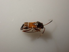 Pilophorus perplexus