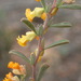 Hermannia diversistipula - Photo (c) Nicola van Berkel, some rights reserved (CC BY-SA), uploaded by Nicola van Berkel